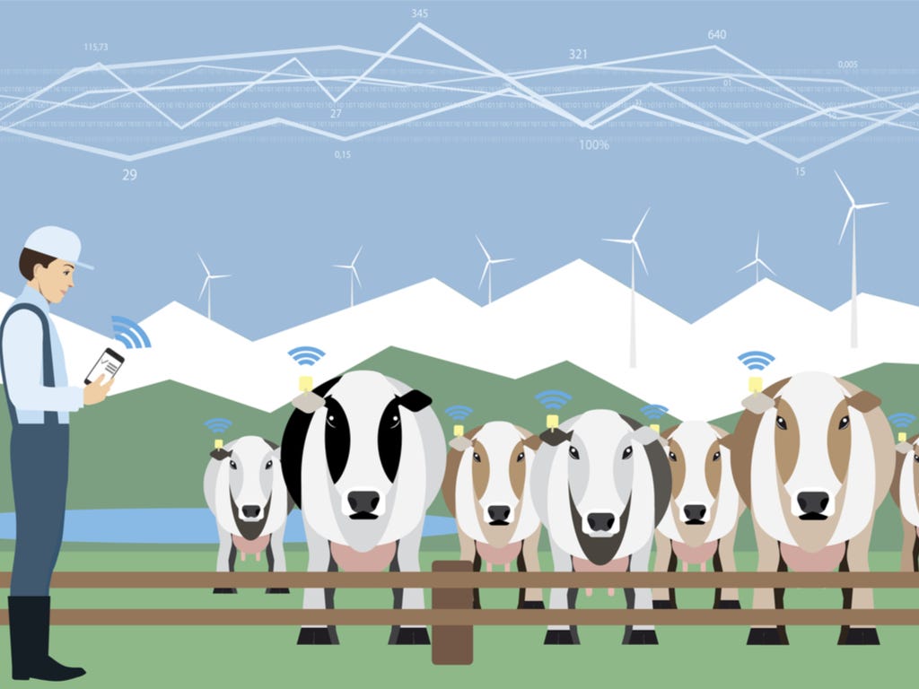 How to Make the Most of IoT in Livestock Management